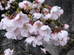 綺麗な桜