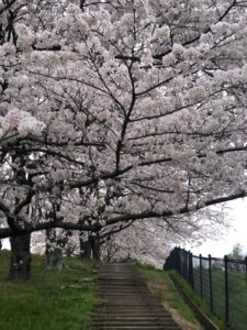 満開の桜の元、入学式を迎えれました。