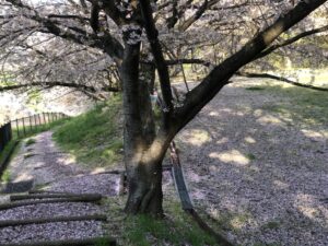 ひらひらと舞う、桜の花びらがとても綺麗でした。